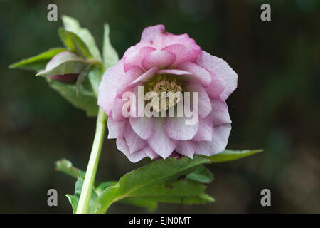 Nieswurz (Helleborus Orientalis-Hybriden), Emsland, Niedersachsen, Deutschland Stockfoto