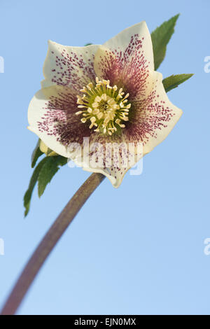 Nieswurz (Helleborus Orientalis-Hybriden), Emsland, Niedersachsen, Deutschland Stockfoto