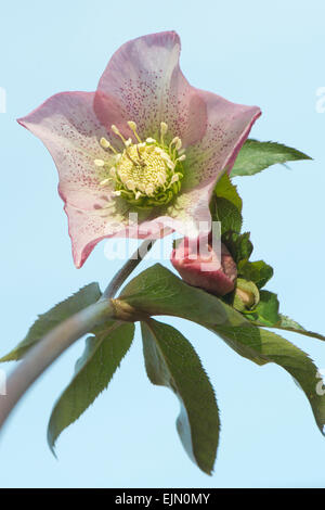 Nieswurz (Helleborus Orientalis-Hybriden), Emsland, Niedersachsen, Deutschland Stockfoto