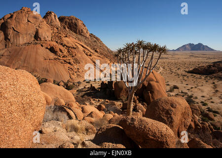 Blick von der großen Spitzkoppe, Köcherbaum (Aloe Dichotoma), kleine Spitzkoppe hinter, Damaraland, Namibia Stockfoto