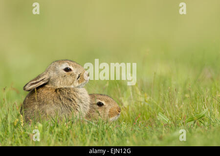 Zwei jungen europäischen Kaninchen (Oryctolagus Cuniculus) in den Rasen, Rhein-Main-Gebiet, Hessen, Deutschland Stockfoto