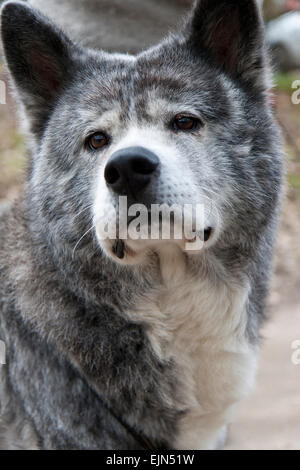 Closeup auf einen japanischen Akita-Hund, auch bekannt als Akita Inu Stockfoto