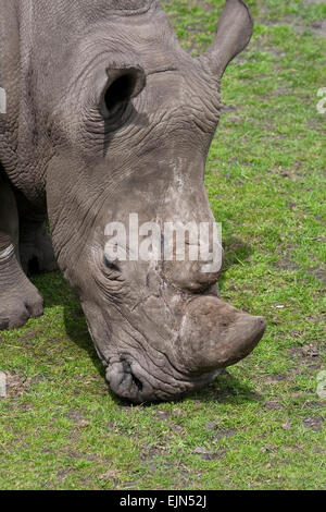 Close-up auf einer südlichen Breitmaulnashorn Essen grass Stockfoto