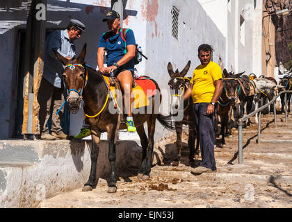 Touristen auf einem Maultier (Esel), ihn den steilen Felsen Weg die Stadt Fira, Santorini (Thera), Griechenland tragen geholfen. Stockfoto