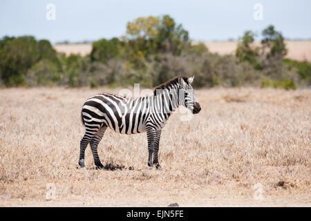 Zebra in Afrika Stockfoto