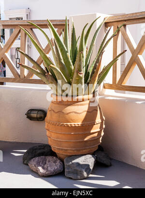 Kaktus in einem Terrakotta-Topf auf einer Terrasse in Oia, Santorini (Thira), Griechenland Stockfoto