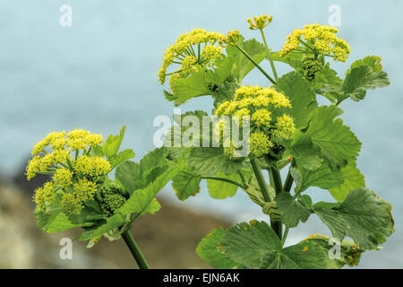 Smyrnium Olusatrum L, Trivialname Alexanders, eine kultivierte blühende Pflanze, wächst auf der Küste von Cornwall, England, UK. Stockfoto