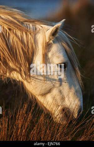 Porträt der weißen Pferde der Camargue während des Essens Stockfoto