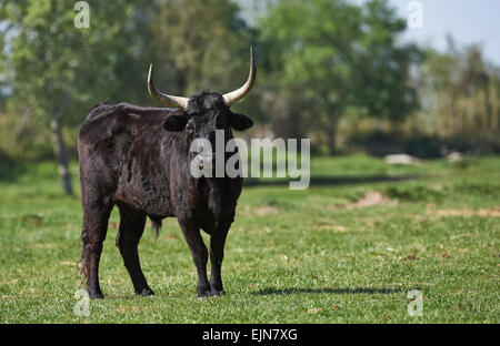 Camargue Stier mit langen Hörnern auf die Weide in einem Feld Stockfoto