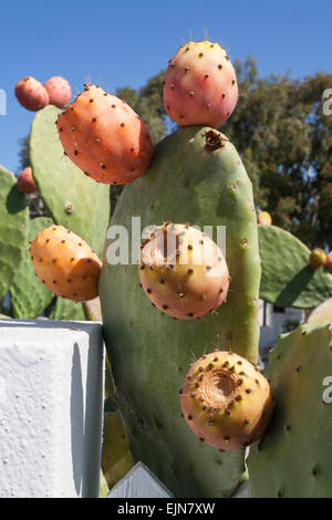 Opuntia Feigenkaktus mit reifer Frucht, Santorini, Griechenland. Stockfoto