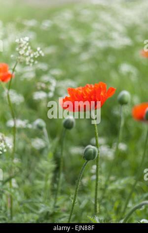 Rote Mohnblumen Blüte unter weissen Kuh Petersilie Blumen in einer Sommerwiese in sanften Abendlicht. Stockfoto