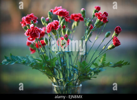 Nelken oder Klee Rosa an einem Frühlings-Nachmittag Stockfoto