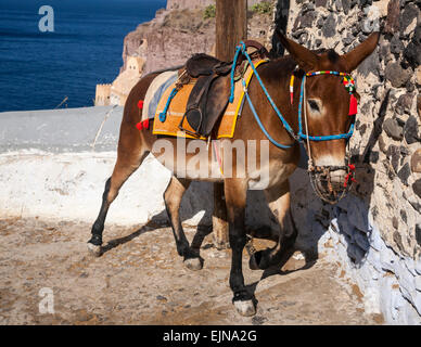 Eines der vielen Maultiere (Esel), die Touristen auf den steilen Felsenweg die Stadt Fira, Santorini (Thera), Griechenland tragen. Stockfoto