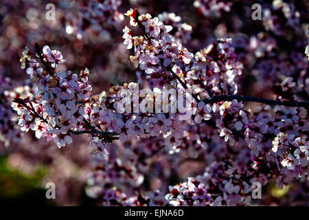 Rosa Frühlings-Blüten auf Baum Stockfoto