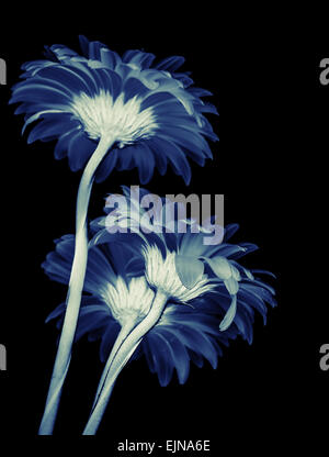 Gerbera Blüten isoliert auf schwarzem Hintergrund, blau getönten stilisierte Makrofoto mit flachen DOF Stockfoto