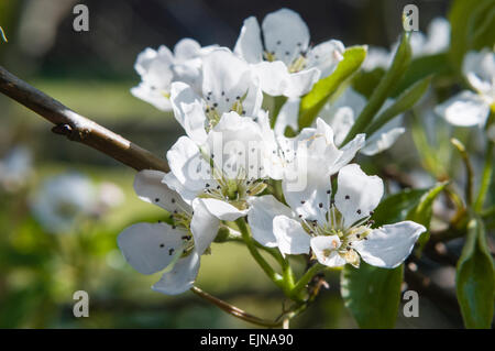 Apfelblüte auf einem Apfelbaum im Frühjahr. Stockfoto