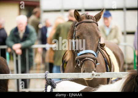 Landwirte sehen Sie sich Pferde zum Verkauf an ein Pferdemarkt auf der jährlichen traditionellen Lammas Fair in Ballycastle, County Antrim, Nordirland, die älteste Messe der Welt. Stockfoto