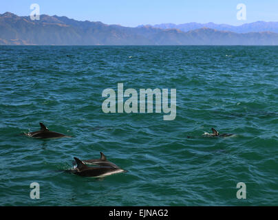 Dusky Delphine im Wasser von Kaikoura Küste New Zealand Stockfoto