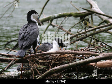 Trauerschnäpper Shag Zealandia Heiligtum Wellington neue Zealandia Stockfoto