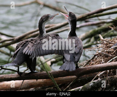 Trauerschnäpper Shag Zealandia Heiligtum Wellington neue Zealandia Stockfoto