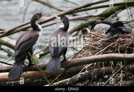 Trauerschnäpper Shag Zealandia Heiligtum Wellington neue Zealandia Stockfoto