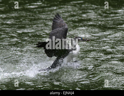 Trauerschnäpper Shag Zealandia Heiligtum Wellington neue Zealandia Stockfoto