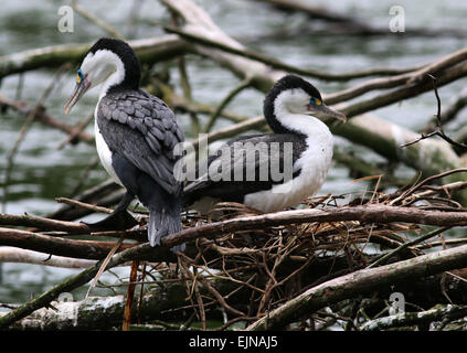 Trauerschnäpper Shag Zealandia Heiligtum Wellington neue Zealandia Stockfoto