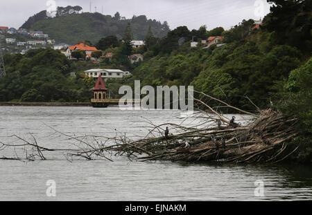 See im Zealandia Sanctuary Wellington neue Zealandia Stockfoto