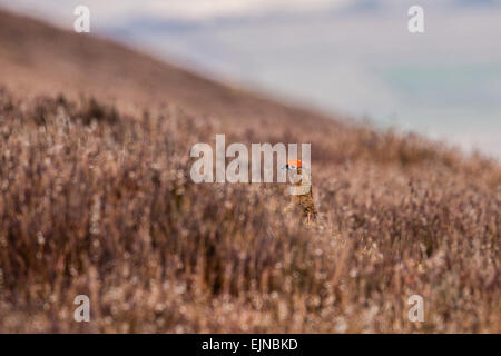 Eine männliche Moorschneehühner unter das Frühjahr Heidekraut um die Kakerlaken im Peak District, Derbyshire. Stockfoto