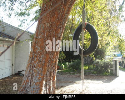 Seil und Reifen schwingen hängen aus Nachbarschaft Baum, Venice Beach, Los Angeles, USA Stockfoto