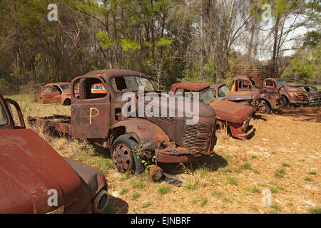 Auto-Friedhof in Florida. Mehrere alte, nicht mehr existierenden und rostige Autos haben ordentlich beiseite gesetzt worden, mit Ehre zu verfallen. Stockfoto