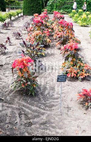 Amaranthus "Tricolor" wächst in Gemüse- und Blumengarten am Chateau de Chenonceau in Indre-et-Loire, Frankreich Stockfoto