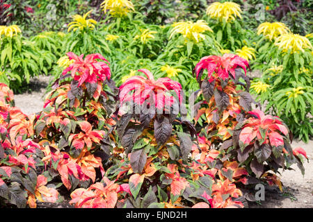 Amaranthus "Tricolor" wächst in Gemüse- und Blumengarten am Chateau de Chenonceau in Indre-et-Loire, Frankreich Stockfoto