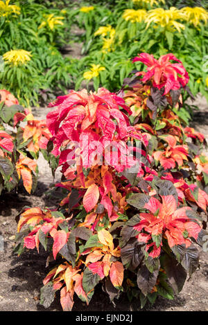 Amaranthus "Tricolor" wächst in Gemüse- und Blumengarten am Chateau de Chenonceau in Indre-et-Loire, Frankreich Stockfoto