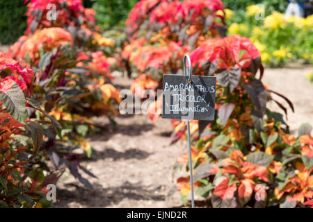 Amaranthus "Tricolor" wächst in Gemüse- und Blumengarten am Chateau de Chenonceau in Indre-et-Loire, Frankreich Stockfoto