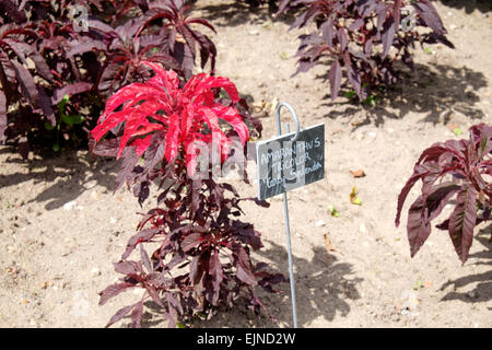 Amaranthus "Tricolor" wächst in Gemüse- und Blumengarten am Chateau de Chenonceau in Indre-et-Loire, Frankreich Stockfoto