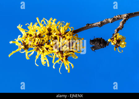 Zaubernuss, Hamamelis mollis Nahaufnahme Stockfoto