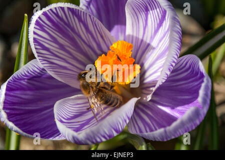 Crocus Vernus 'Pickwick' in voller Blüte und Biene Stockfoto