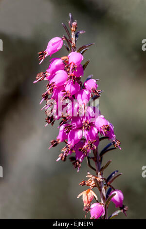 Erica Herbacea "Pirbright Rose" Winter Heide Stockfoto