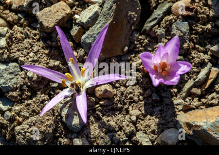 First Spring Flowers Wiese Safran Bulbocodium vernum ist eine alpine Zwiebelpflanze für felsige Märzblumen, die sich auf dem Boden der alpinen Pflanze öffnen Stockfoto