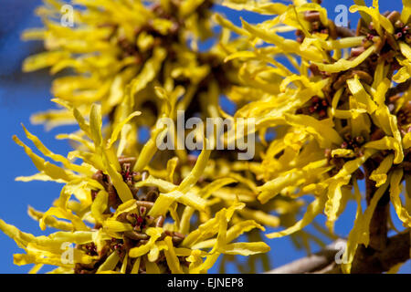 Zaubernuss, Hamamelis mollis Nahaufnahme Stockfoto