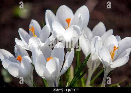 Crocus weiße Blumen Krokus Jeanne d'Arc Stockfoto