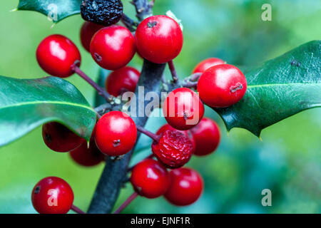 Ilex – Holly Beeren Ilex aquifolium Stockfoto