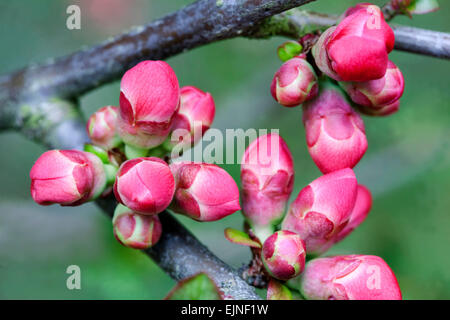 Japanische Quince Chaenomeles japonica Knospe, Knospen, Knospen Stockfoto