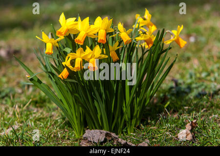 Gelbe Narzissen Gruppe in Wiese Garten Rasen Blumen Narzisse Stockfoto