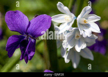 Süße violette Blumen Viola odorata Scilla mischtschenkoana Stockfoto