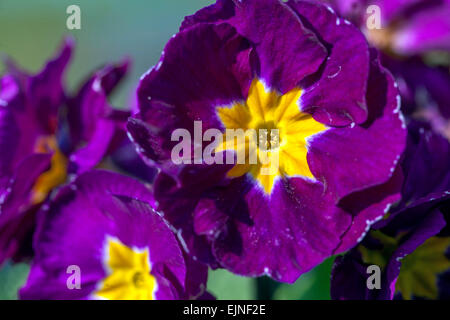 Primrose, Primula acaulis, Primrosen, Polyanthus aus der Nähe Stockfoto