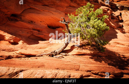 Einsame knorrigen Baum, der aus einem crevise auf trockenen Boden vor dem Hintergrund einer Verwitterten orange Rock Stockfoto