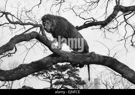 Terry den Löwen Blair Drummond Safari & Freizeitpark Stirling Scotland 25. Februar 1971. Stockfoto