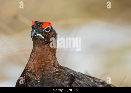 Moorschneehuhn (Lagopus Lagopus Scotica). Das schottische Rennen das Moorschneehuhn. Männlichen Erwachsenen. Stockfoto
